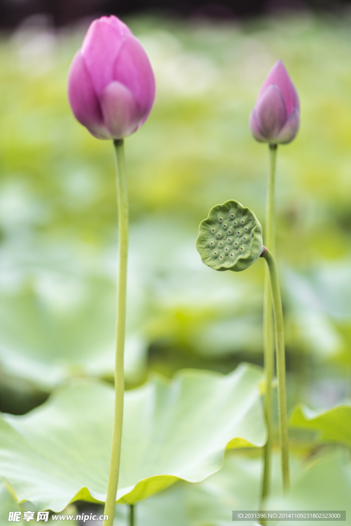 荷花花苞