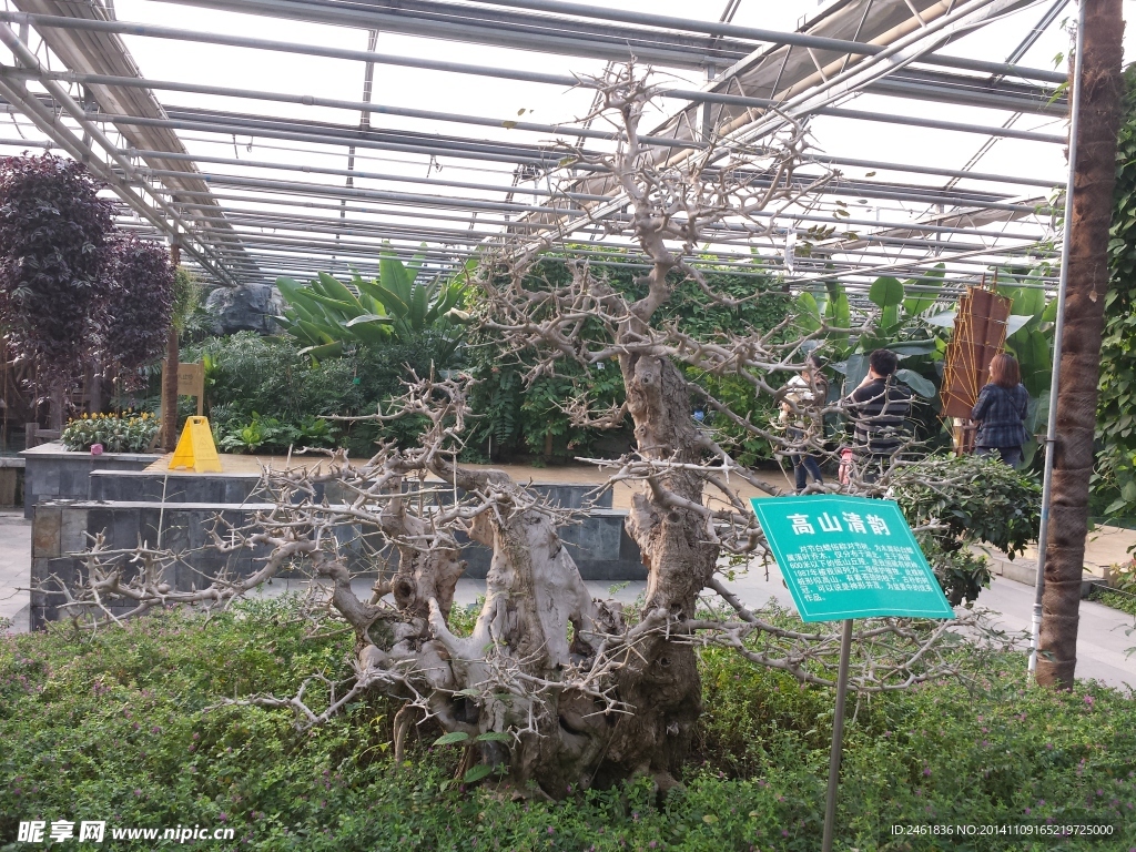 白蜡树
