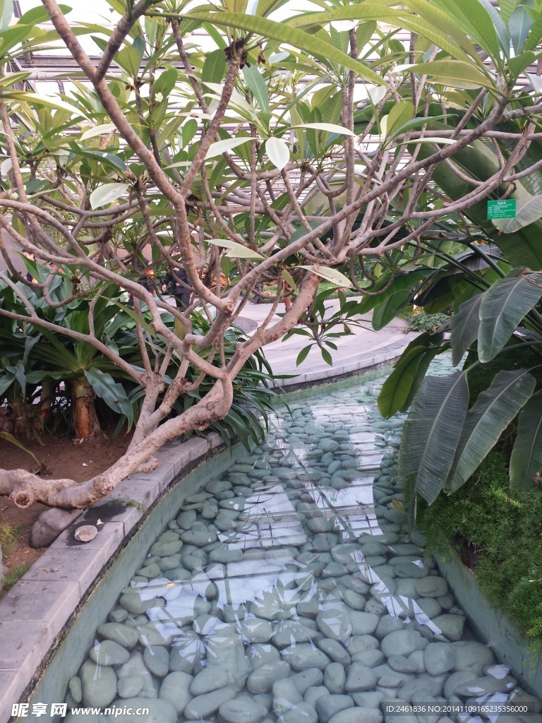 树影