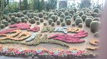 仙人球花坛
