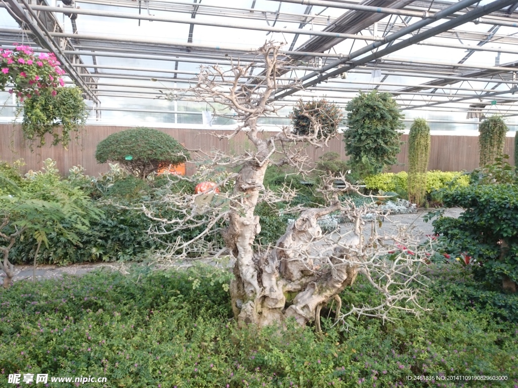 对节白蜡
