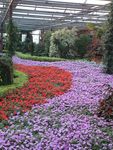 花河