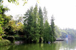 红树林