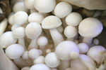 白玉菇