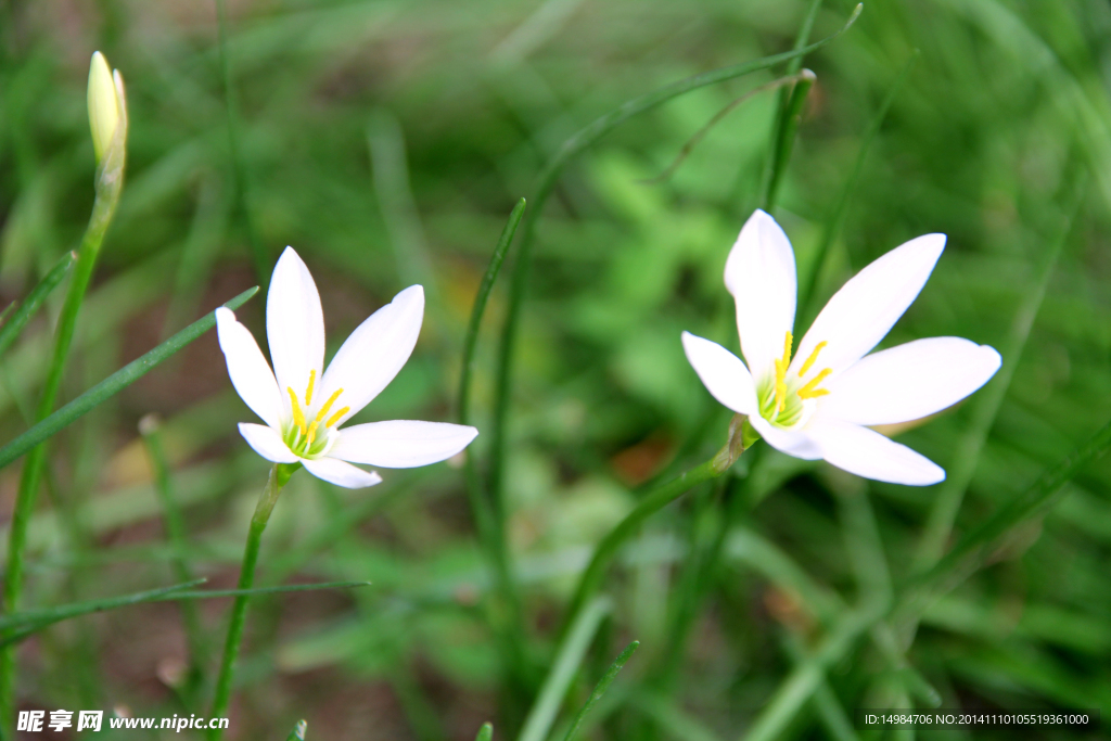 鲜花