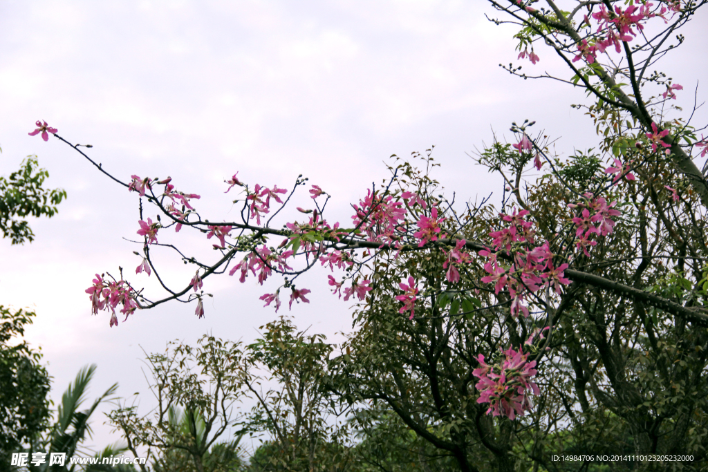 鲜花