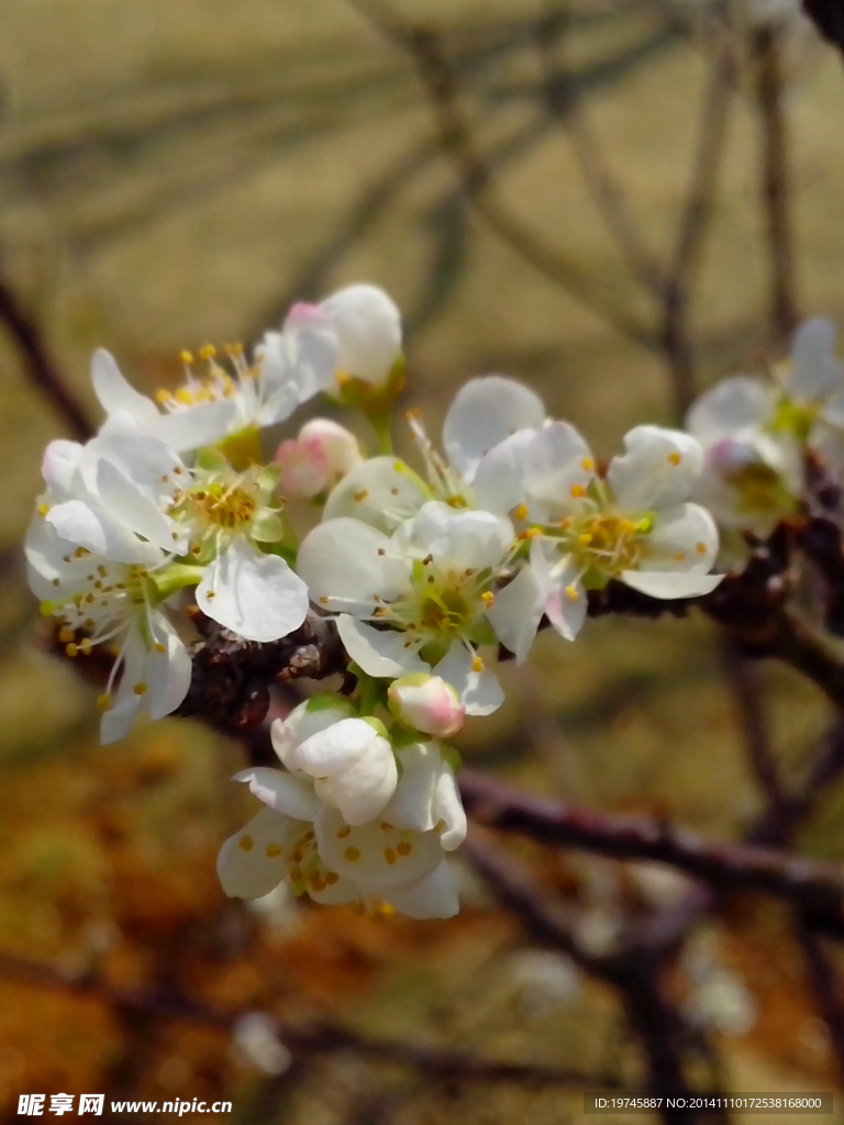 白色桃花特写