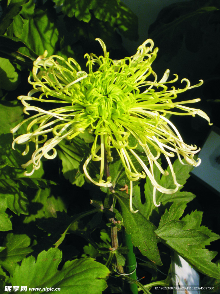 菊花