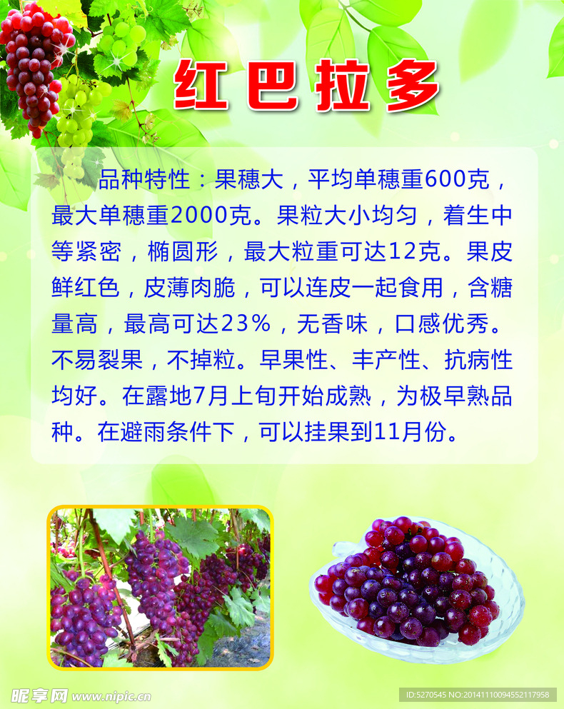 红巴拉多葡萄