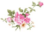 花纹 植物 花类 PSD 