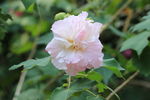 木芙蓉