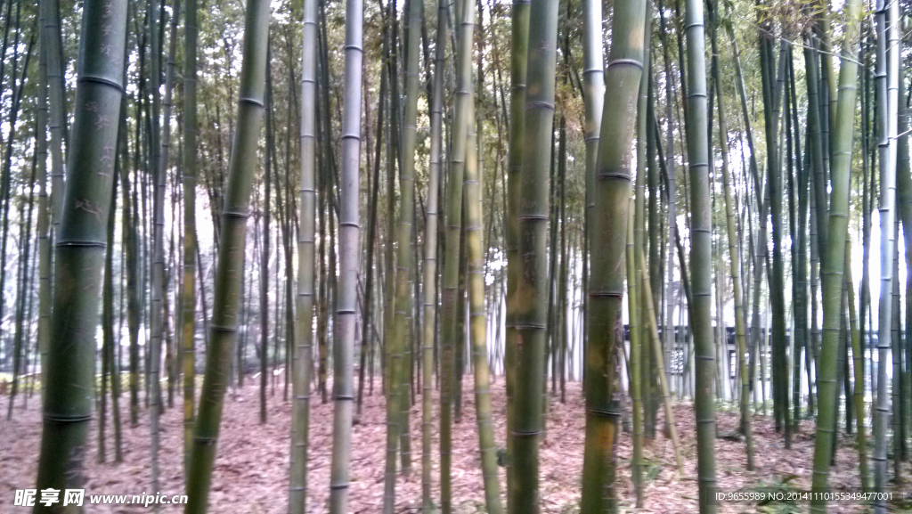 竹林