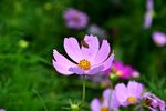 格桑花