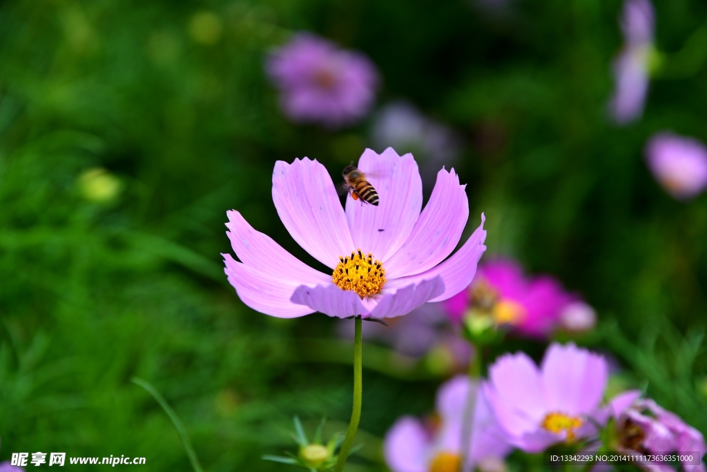 格桑花