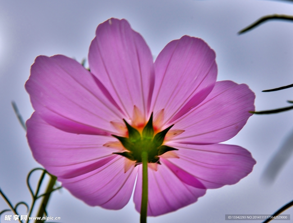 格桑花