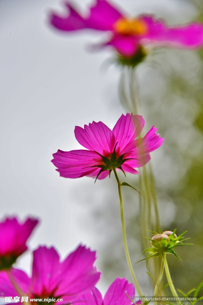 格桑花