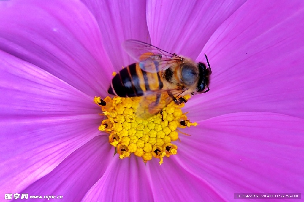 蜜蜂与格桑花