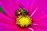 蜜蜂与格桑花