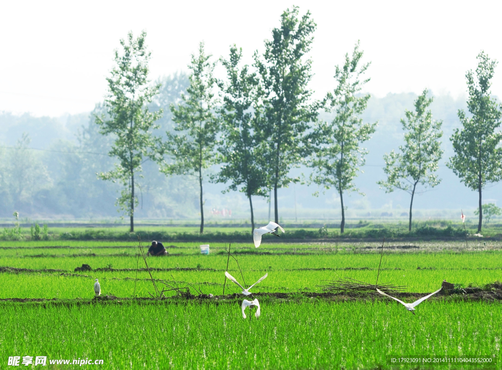 新农村