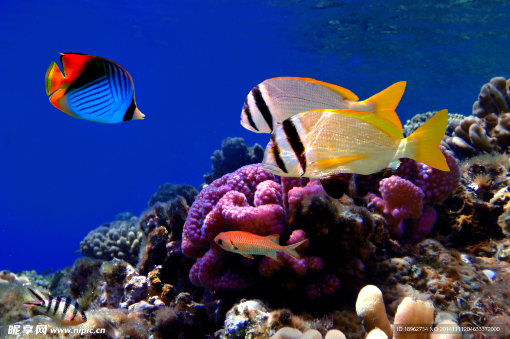 海洋生物