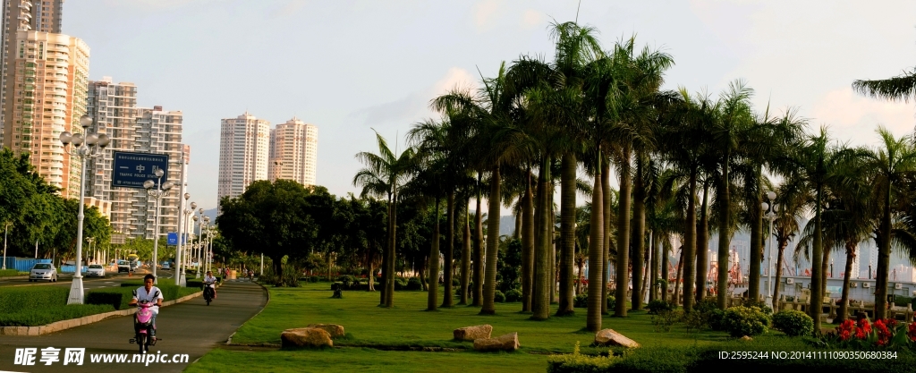 珠海海景椰子树