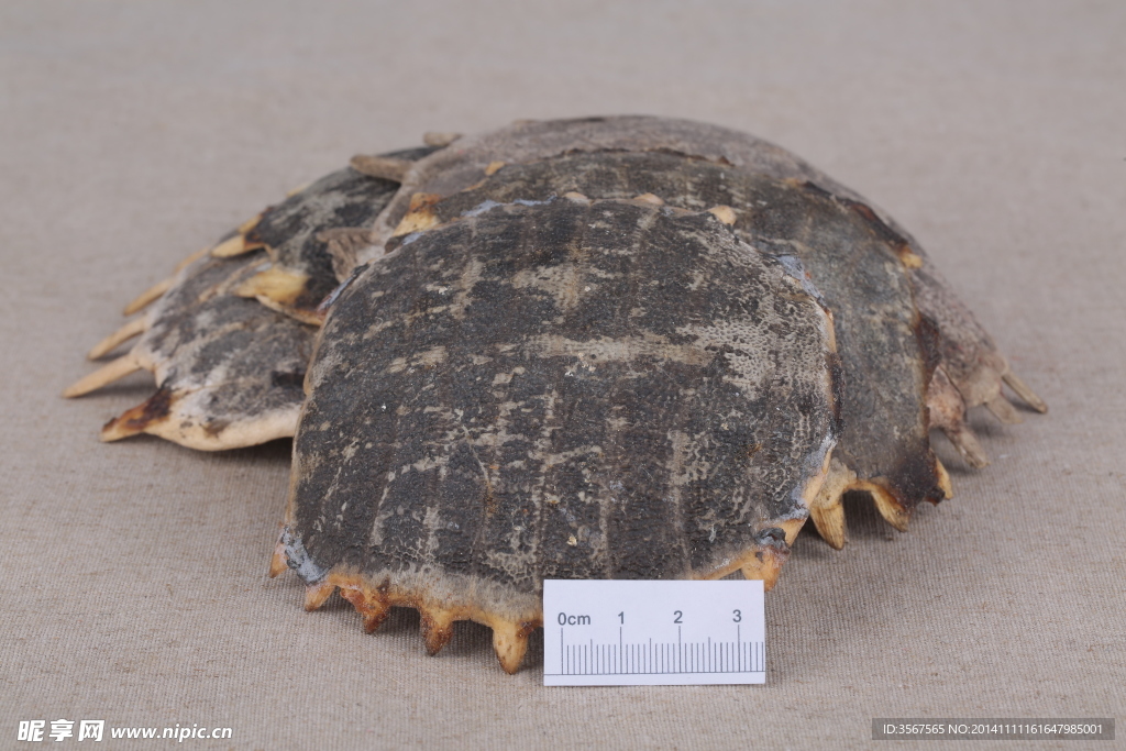 龟背鳖盖中药摄影图