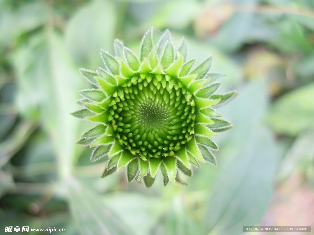 菊花花蕾