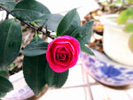 红色茶花
