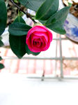 茶花