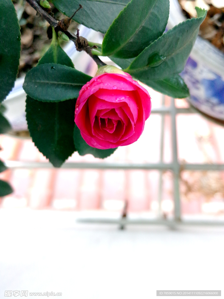 茶花