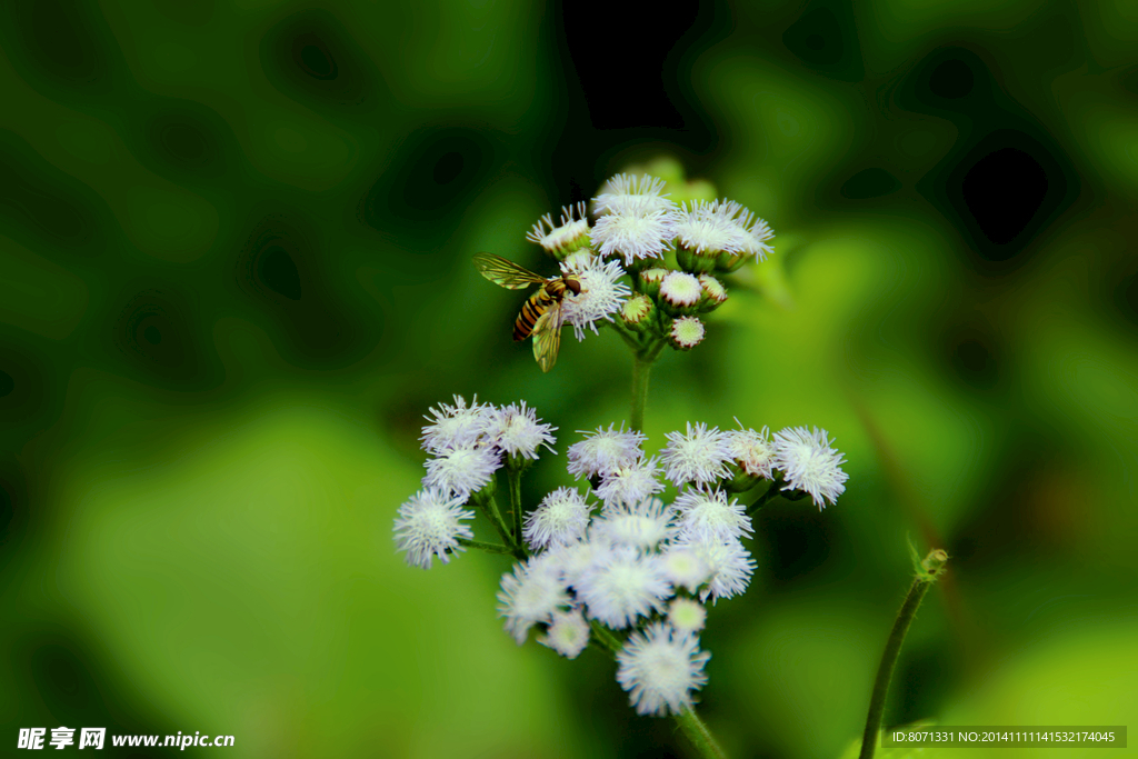 花丛中的蜜蜂
