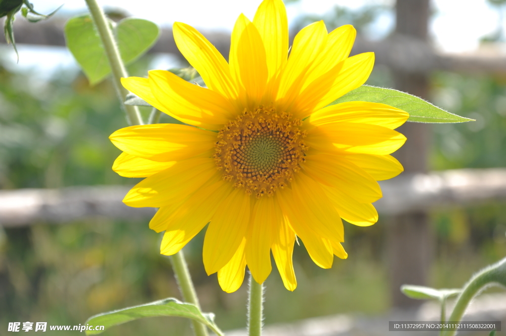 太阳花