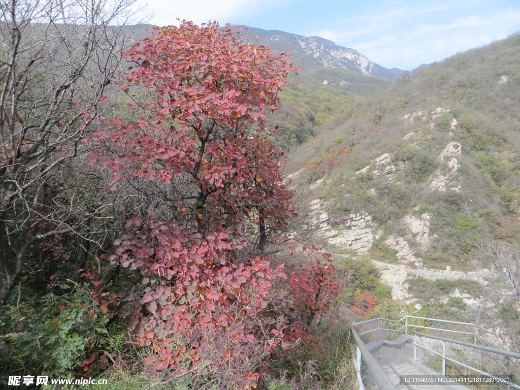 嵩山红叶