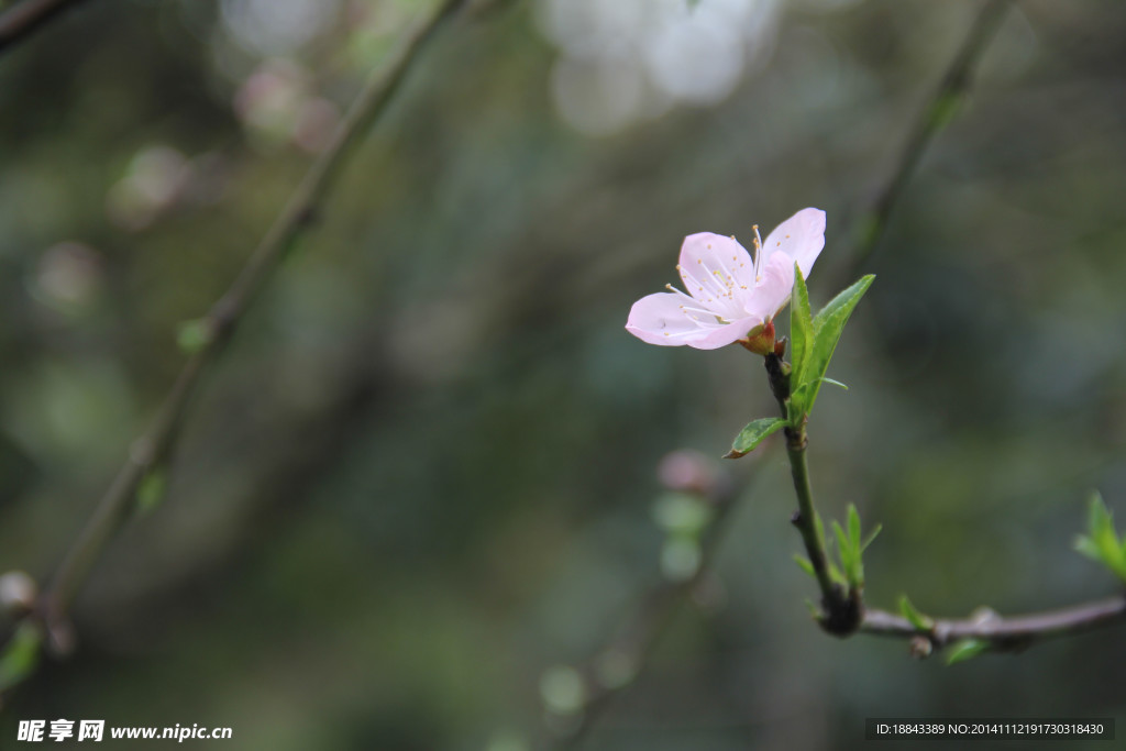 桃花