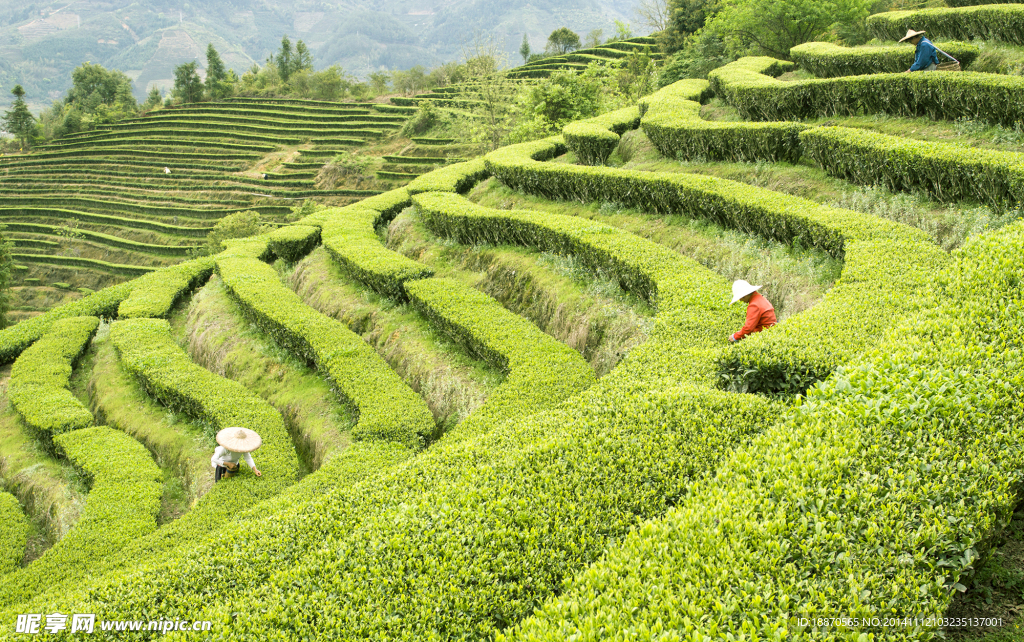 茶山风光