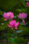 荷