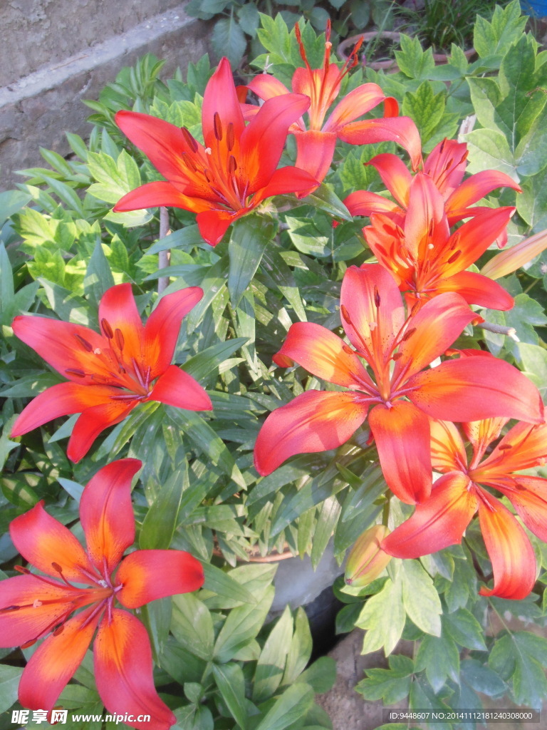百合花