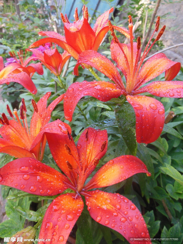 百合花