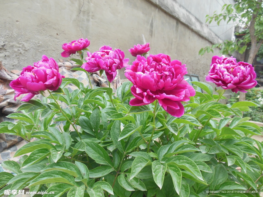 芍药花