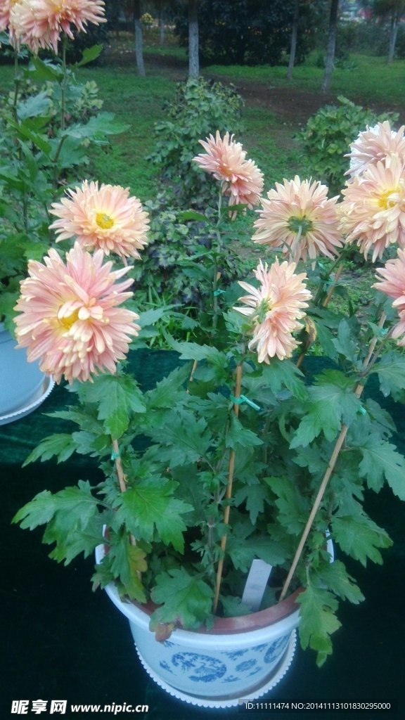 植物园 菊花