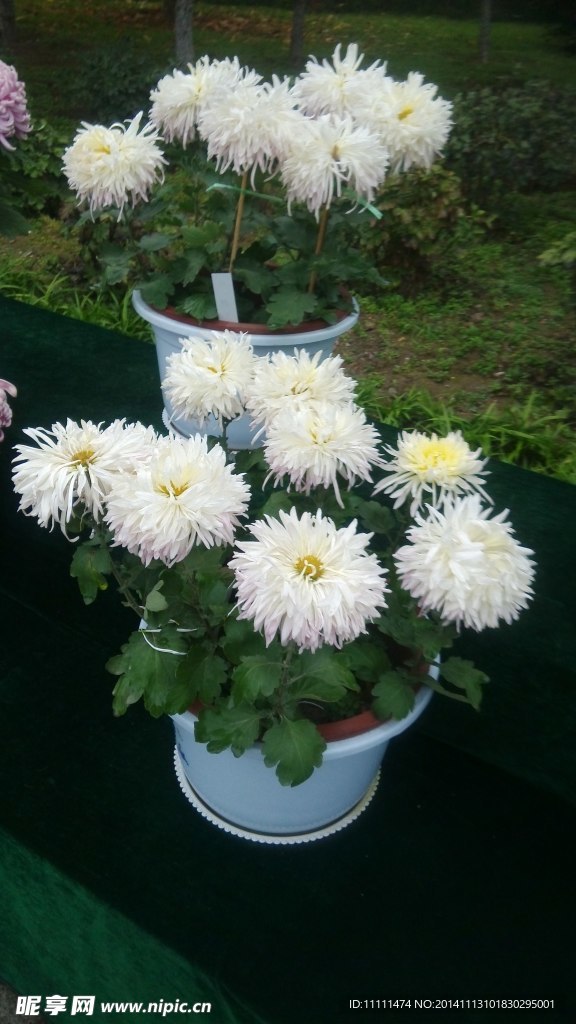 植物园 菊花