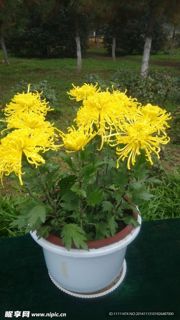 植物园 菊花