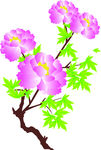 牡丹花