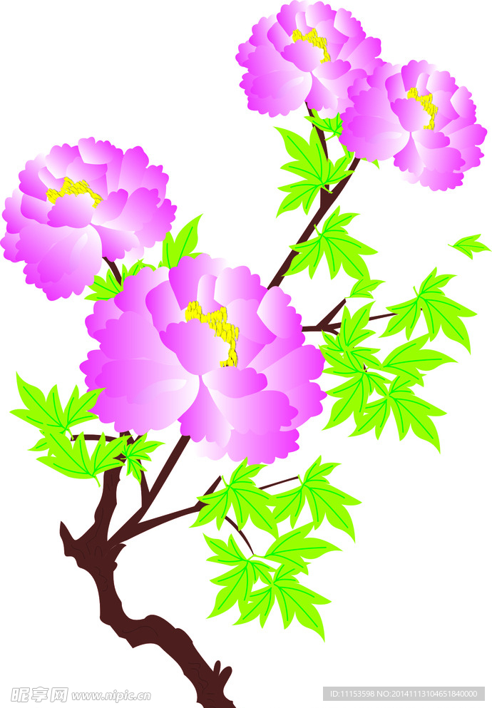 牡丹花
