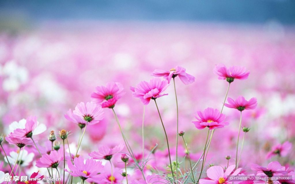 菊花图片