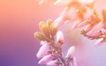杏花图片