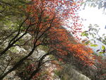 嵩山红叶
