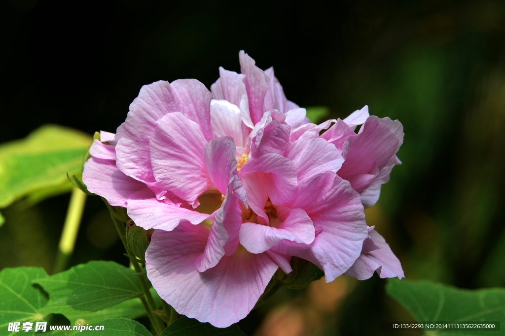 木芙蓉