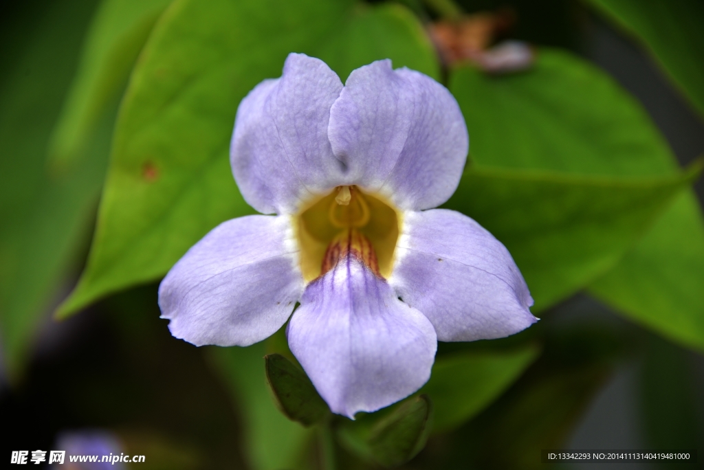 鲜花