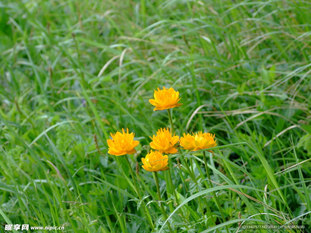 小花野花